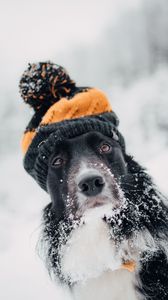 Preview wallpaper dog, hat, snow, winter, muzzle, blur