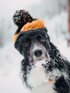 Preview wallpaper dog, hat, snow, winter, muzzle, blur