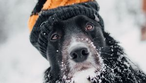 Preview wallpaper dog, hat, snow, winter, muzzle, blur