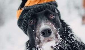 Preview wallpaper dog, hat, snow, winter, muzzle, blur