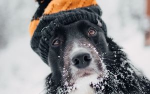 Preview wallpaper dog, hat, snow, winter, muzzle, blur