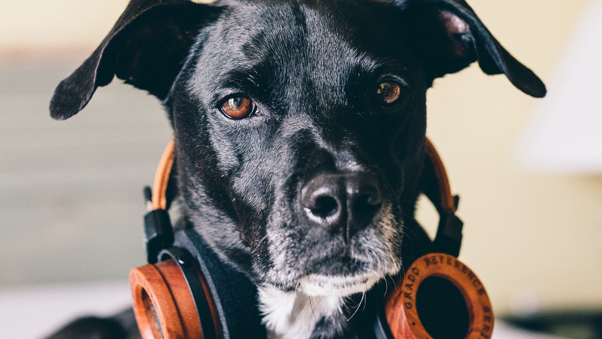 2048x1152 Wallpaper dog, headphones, music lover