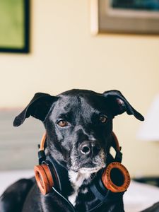 Preview wallpaper dog, headphones, music lover