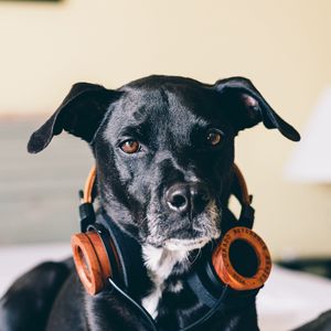 Preview wallpaper dog, headphones, music lover
