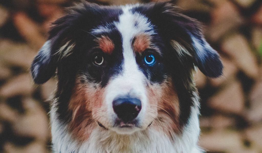 1024x600 Wallpaper dog, heterochromia, pet, animal, glance