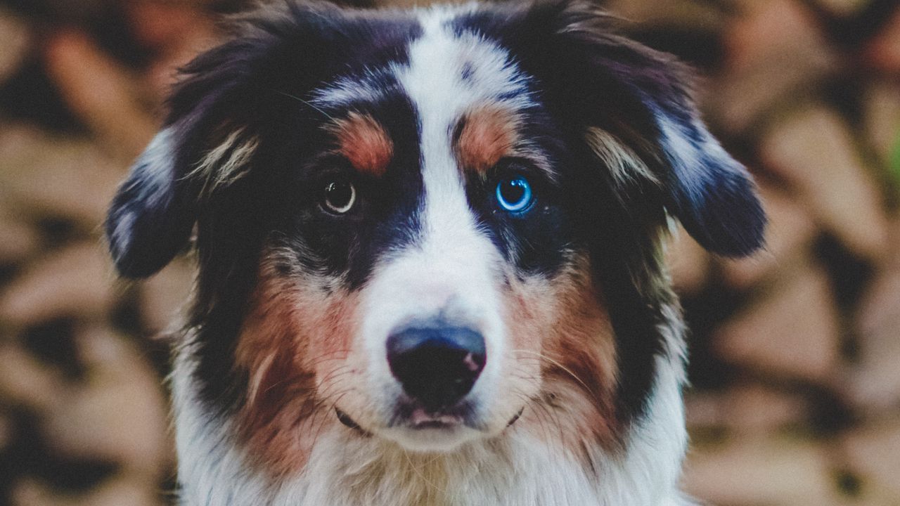 Wallpaper dog, heterochromia, pet, animal, glance