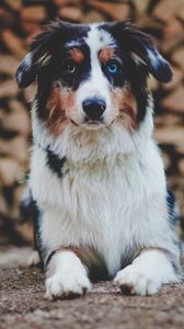 Preview wallpaper dog, heterochromia, pet, animal, glance