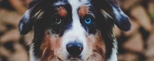 Preview wallpaper dog, heterochromia, pet, animal, glance