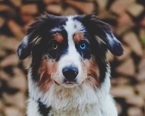 Preview wallpaper dog, heterochromia, pet, animal, glance