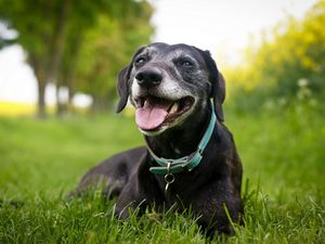 Preview wallpaper dog, holiday, grass, collars