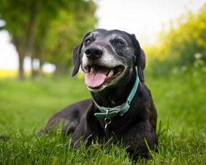 Preview wallpaper dog, holiday, grass, collars