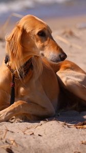 Preview wallpaper dog, hound, sea, beach, sand