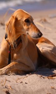 Preview wallpaper dog, hound, sea, beach, sand