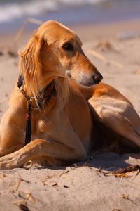 Preview wallpaper dog, hound, sea, beach, sand