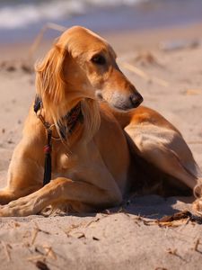 Preview wallpaper dog, hound, sea, beach, sand
