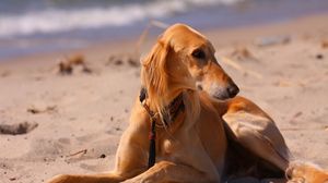 Preview wallpaper dog, hound, sea, beach, sand