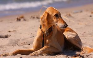 Preview wallpaper dog, hound, sea, beach, sand