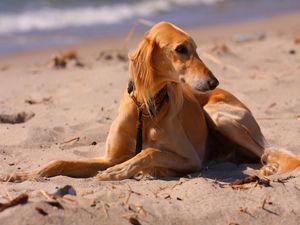 Preview wallpaper dog, hound, sea, beach, sand