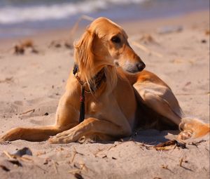 Preview wallpaper dog, hound, sea, beach, sand