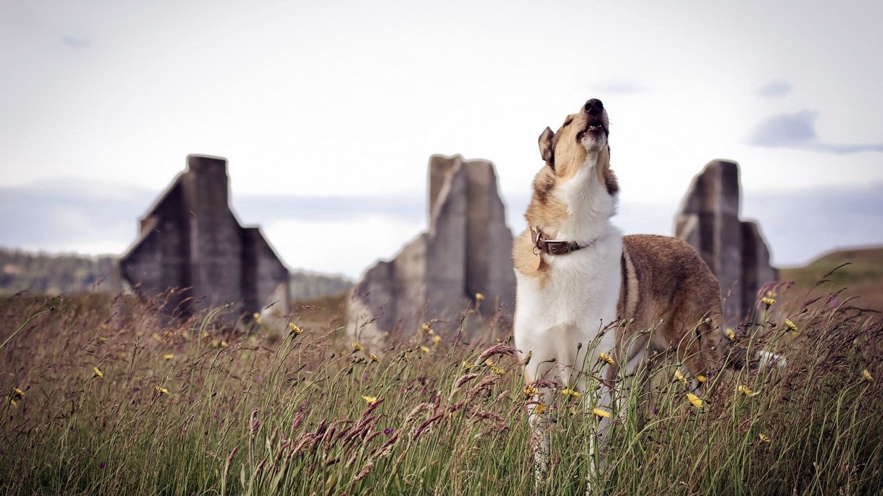 Wallpaper dog, howling, grass, waiting