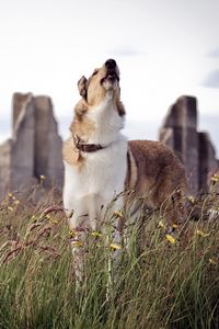 Preview wallpaper dog, howling, grass, waiting