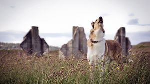 Preview wallpaper dog, howling, grass, waiting