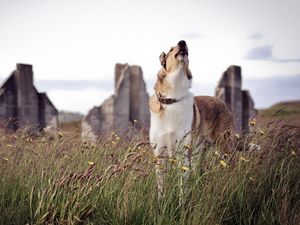 Preview wallpaper dog, howling, grass, waiting