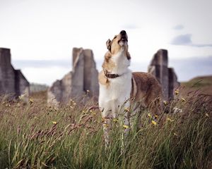 Preview wallpaper dog, howling, grass, waiting