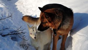 Preview wallpaper dog, hunting, snow, winter