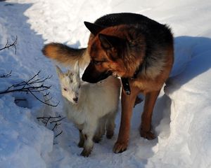 Preview wallpaper dog, hunting, snow, winter