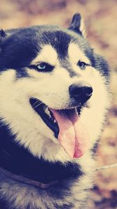 Preview wallpaper dog, huskies, tongue, rest