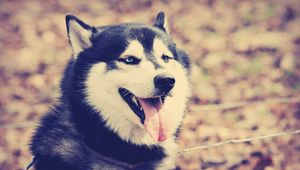 Preview wallpaper dog, huskies, tongue, rest