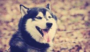 Preview wallpaper dog, huskies, tongue, rest