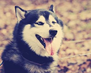 Preview wallpaper dog, huskies, tongue, rest