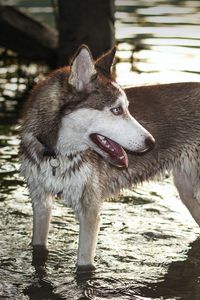 Preview wallpaper dog, huskies, water, paws