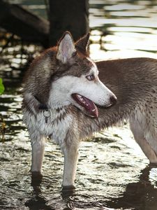 Preview wallpaper dog, huskies, water, paws
