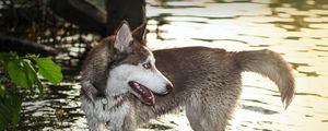 Preview wallpaper dog, huskies, water, paws
