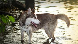 Preview wallpaper dog, huskies, water, paws