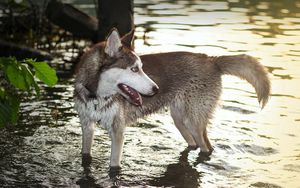 Preview wallpaper dog, huskies, water, paws