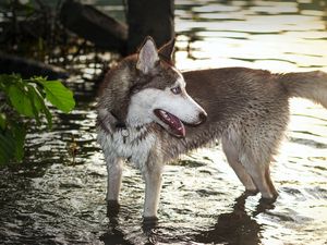 Preview wallpaper dog, huskies, water, paws