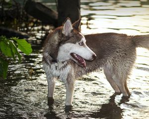 Preview wallpaper dog, huskies, water, paws