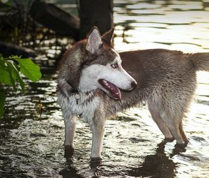 Preview wallpaper dog, huskies, water, paws