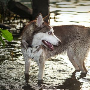 Preview wallpaper dog, huskies, water, paws