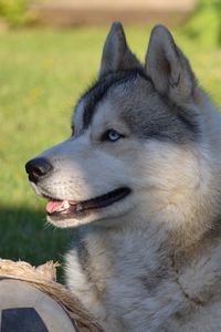 Preview wallpaper dog, husky, ball, grass, lie down, profile