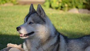 Preview wallpaper dog, husky, ball, grass, lie down, profile