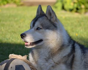 Preview wallpaper dog, husky, ball, grass, lie down, profile