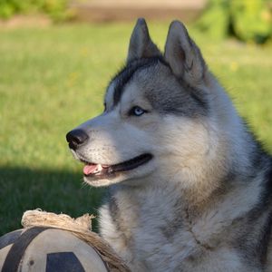 Preview wallpaper dog, husky, ball, grass, lie down, profile