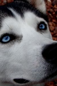 Preview wallpaper dog, husky, blue-eyed, spotted