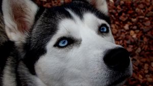 Preview wallpaper dog, husky, blue-eyed, spotted