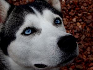Preview wallpaper dog, husky, blue-eyed, spotted